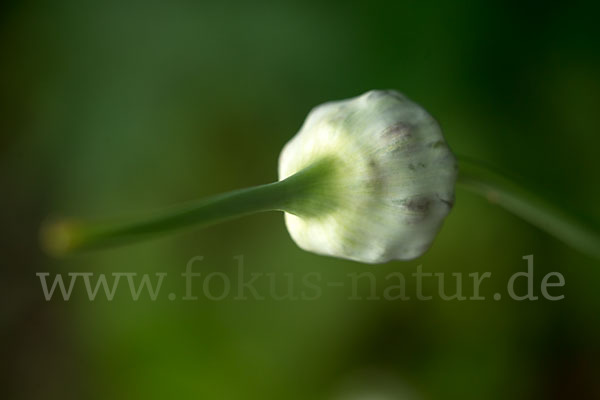 Knoblauch (Allium sativum)