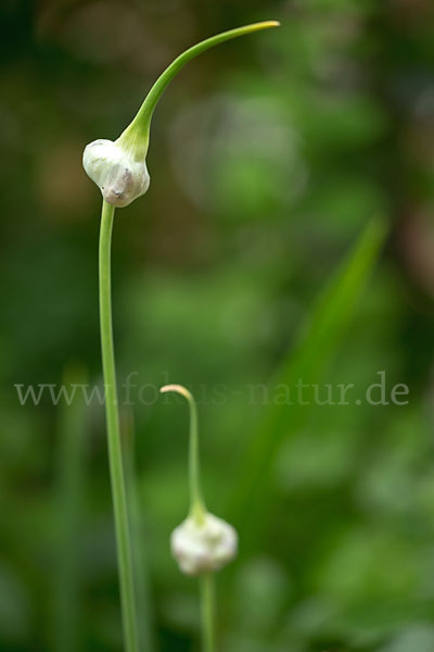 Knoblauch (Allium sativum)