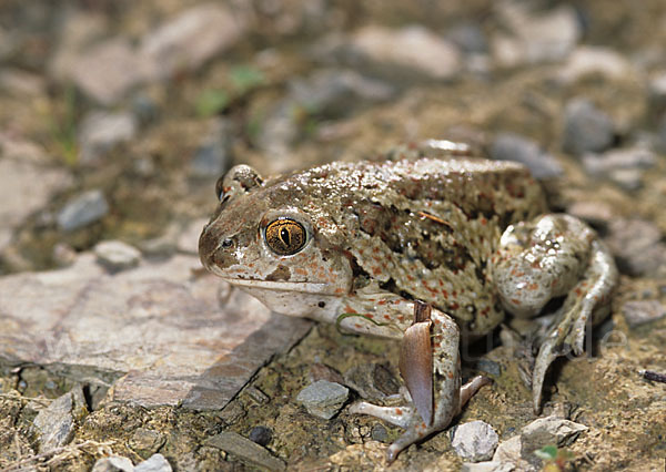 Knoblauchkröte (Pelobates fuscus)