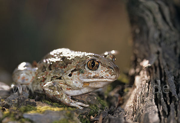 Knoblauchkröte (Pelobates fuscus)