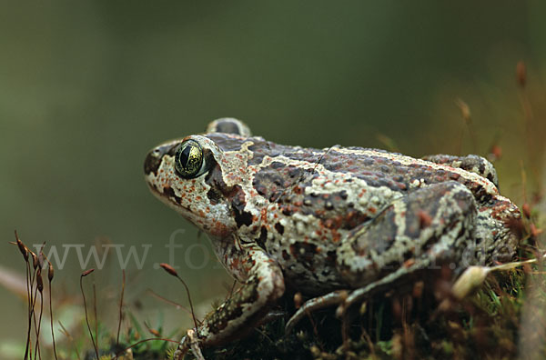 Knoblauchkröte (Pelobates fuscus)