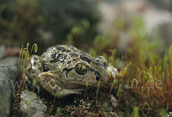 Knoblauchkröte (Pelobates fuscus)