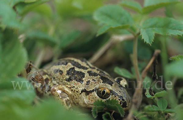 Knoblauchkröte (Pelobates fuscus)