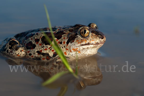 Knoblauchkröte (Pelobates fuscus)