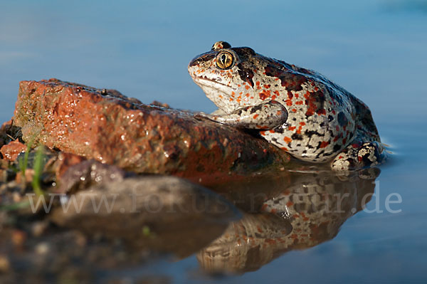 Knoblauchkröte (Pelobates fuscus)