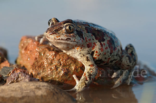 Knoblauchkröte (Pelobates fuscus)