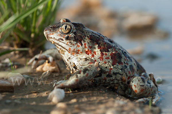 Knoblauchkröte (Pelobates fuscus)