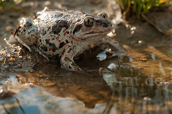 Knoblauchkröte (Pelobates fuscus)