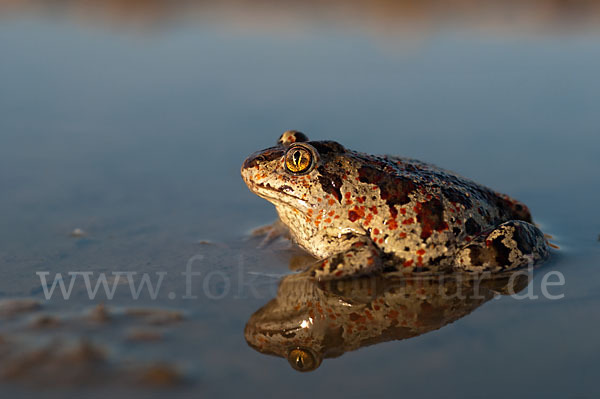 Knoblauchkröte (Pelobates fuscus)