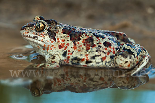 Knoblauchkröte (Pelobates fuscus)