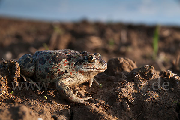 Knoblauchkröte (Pelobates fuscus)