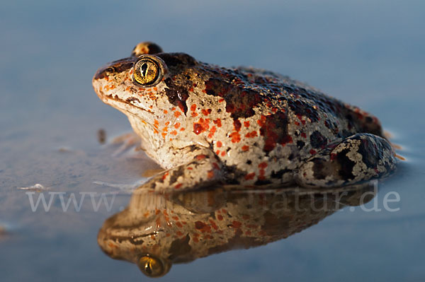 Knoblauchkröte (Pelobates fuscus)