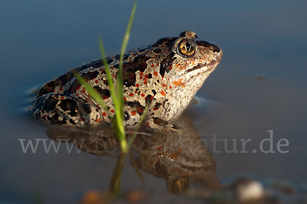 Knoblauchkröte (Pelobates fuscus)