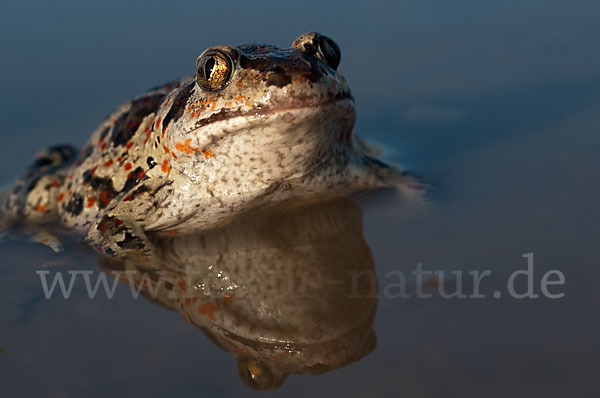 Knoblauchkröte (Pelobates fuscus)