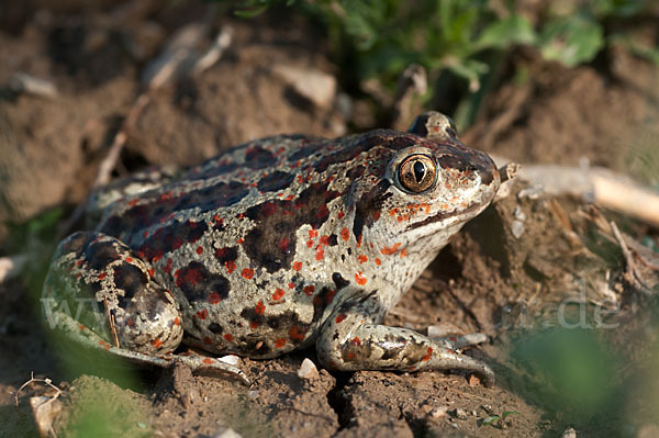 Knoblauchkröte (Pelobates fuscus)