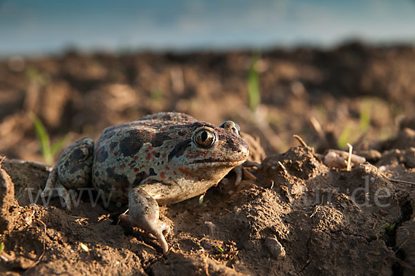 Knoblauchkröte (Pelobates fuscus)