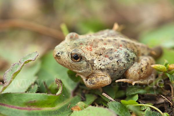 Knoblauchkröte (Pelobates fuscus)