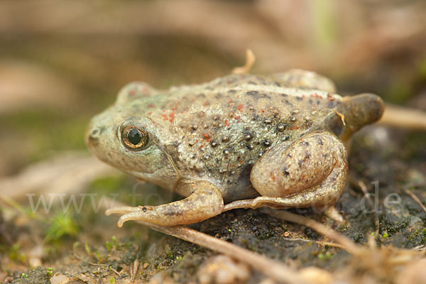 Knoblauchkröte (Pelobates fuscus)