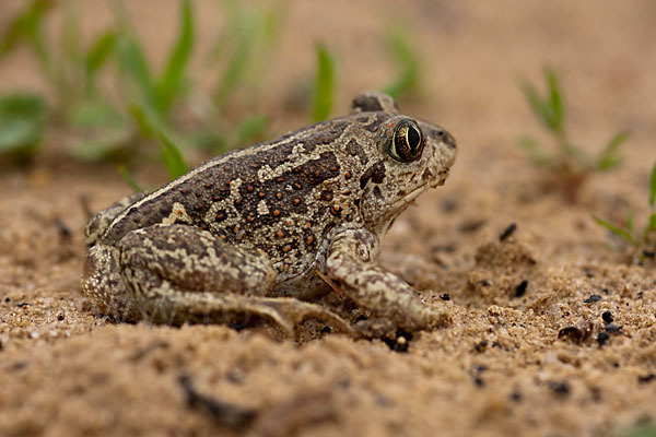 Knoblauchkröte (Pelobates fuscus)