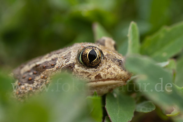 Knoblauchkröte (Pelobates fuscus)