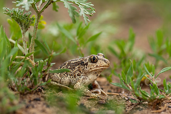 Knoblauchkröte (Pelobates fuscus)