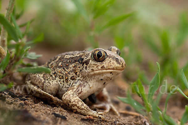 Knoblauchkröte (Pelobates fuscus)