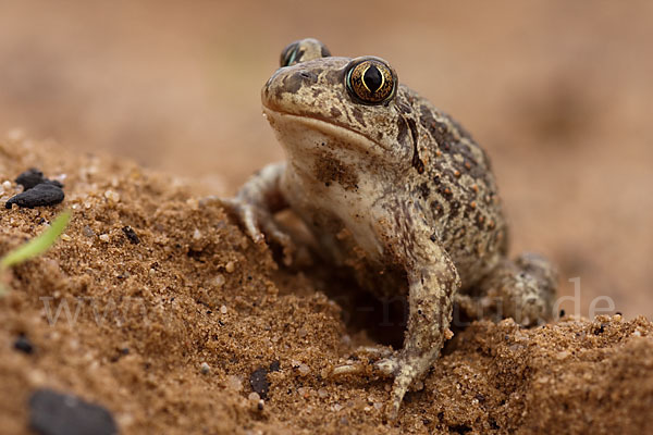 Knoblauchkröte (Pelobates fuscus)