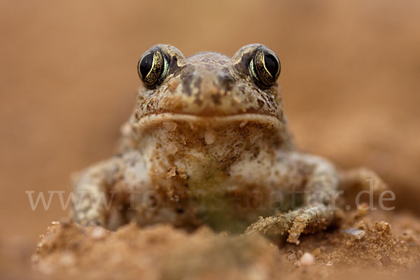 Knoblauchkröte (Pelobates fuscus)