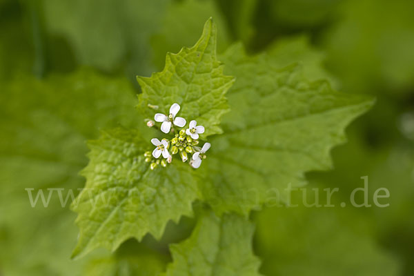 Knoblauchsrauke (Alliaria petiolata)