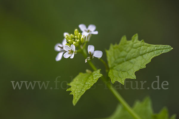 Knoblauchsrauke (Alliaria petiolata)