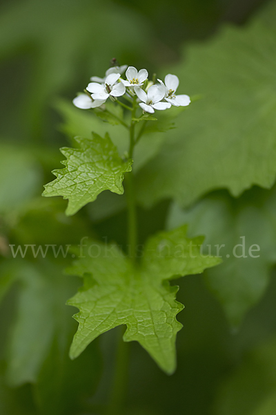 Knoblauchsrauke (Alliaria petiolata)