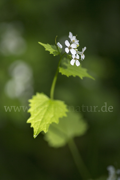 Knoblauchsrauke (Alliaria petiolata)