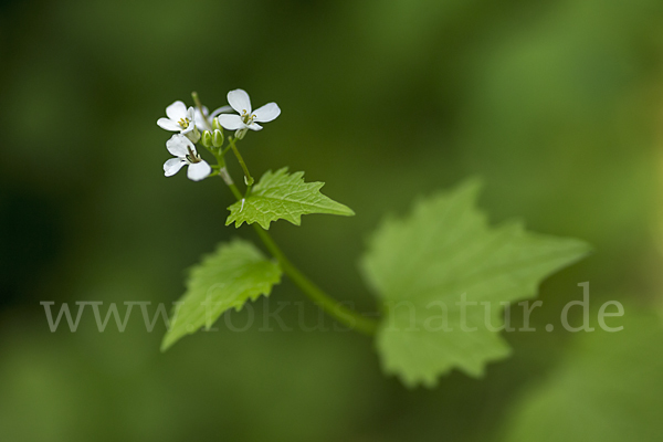 Knoblauchsrauke (Alliaria petiolata)