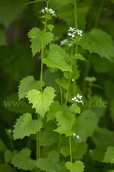 Knoblauchsrauke (Alliaria petiolata)