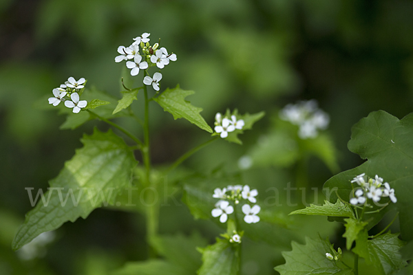 Knoblauchsrauke (Alliaria petiolata)