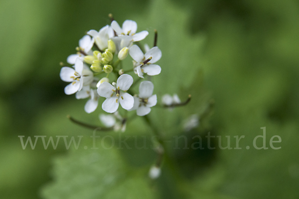 Knoblauchsrauke (Alliaria petiolata)