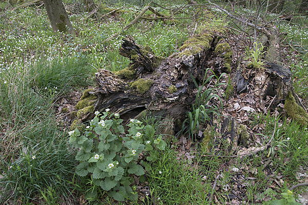 Knoblauchsrauke (Alliaria petiolata)