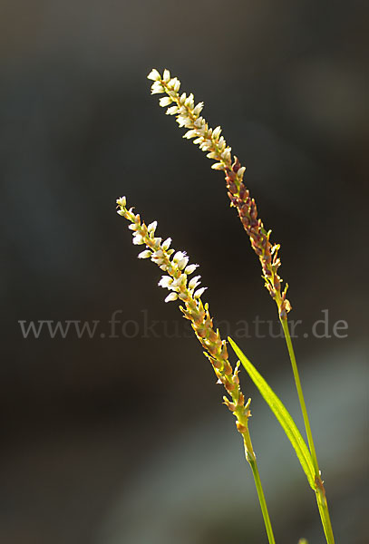 Knöllchen-Knöterich (Polygonum viviparum)