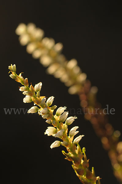 Knöllchen-Knöterich (Polygonum viviparum)