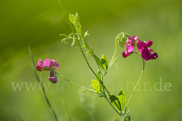 Knollen-Platterbse (Lathyrus tuberosus)