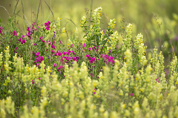 Knollen-Platterbse (Lathyrus tuberosus)