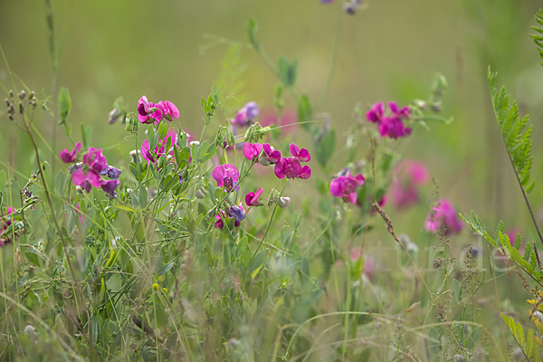 Knollen-Platterbse (Lathyrus tuberosus)