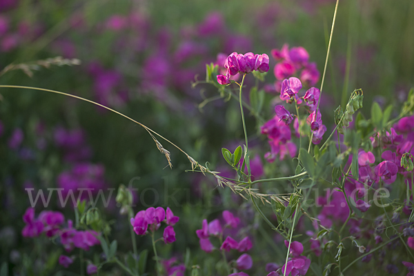 Knollen-Platterbse (Lathyrus tuberosus)
