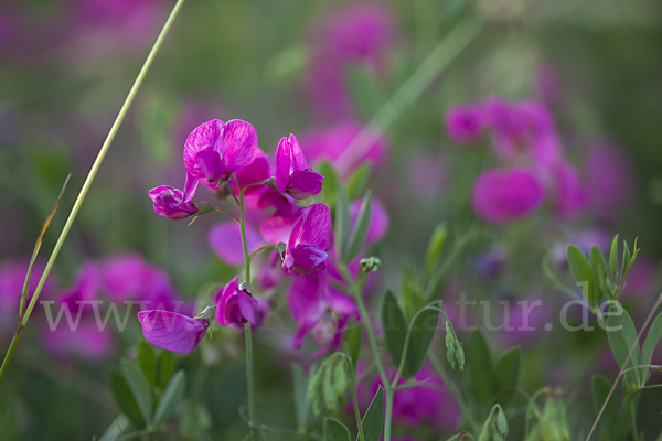 Knollen-Platterbse (Lathyrus tuberosus)