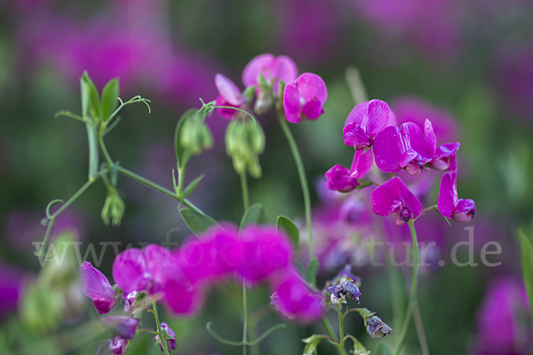 Knollen-Platterbse (Lathyrus tuberosus)