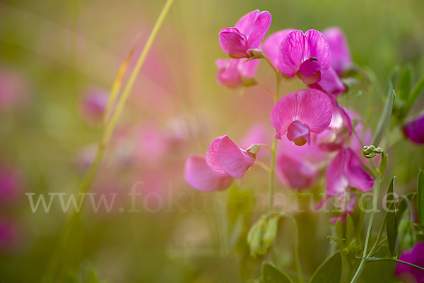 Knollen-Platterbse (Lathyrus tuberosus)