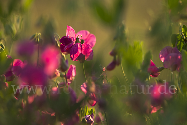 Knollen-Platterbse (Lathyrus tuberosus)