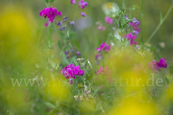 Knollen-Platterbse (Lathyrus tuberosus)