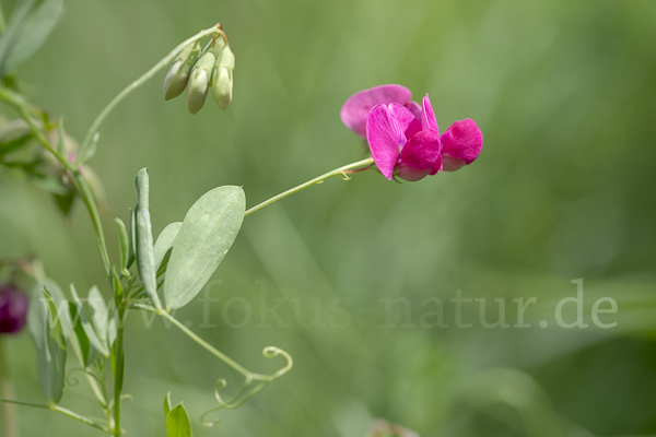 Knollen-Platterbse (Lathyrus tuberosus)