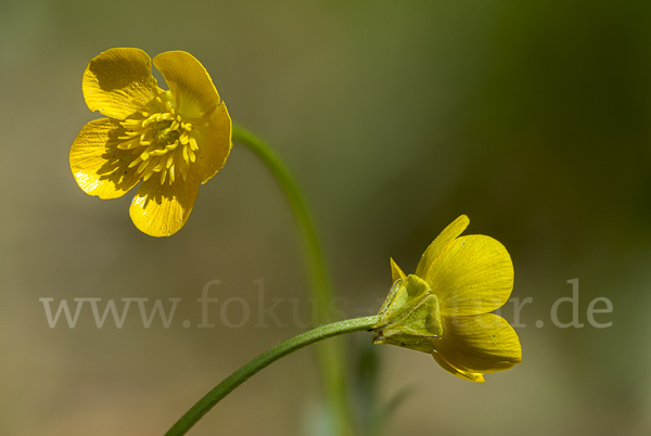 Knolliger Hahnenfuß (Ranunculus bulbosus)